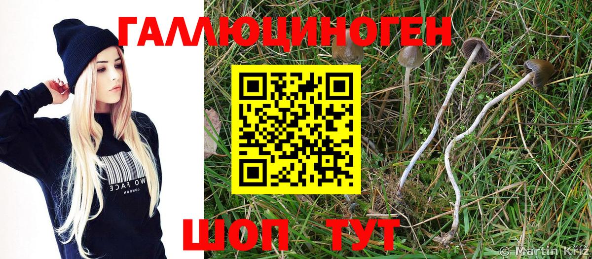Галлюциногенные грибы Psilocybe Ялуторовск